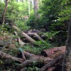 自然豊かな人工林の間伐材