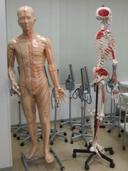 人体模型